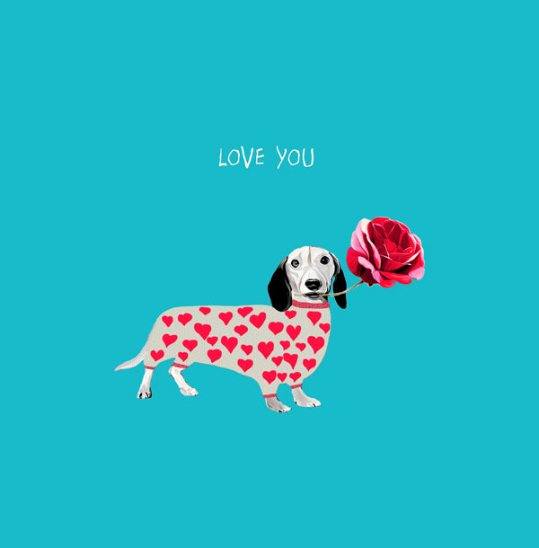 Sausage dog wearing a heart printed jumper, holding a red rose in it&#39;s mouth.