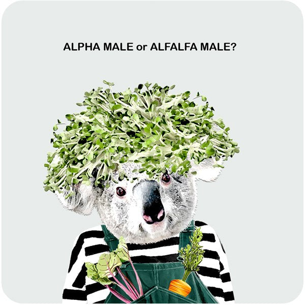 Alpha Male or Alfalfa Male?  Coaster